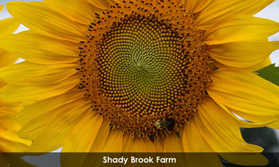 Newsletter footer image