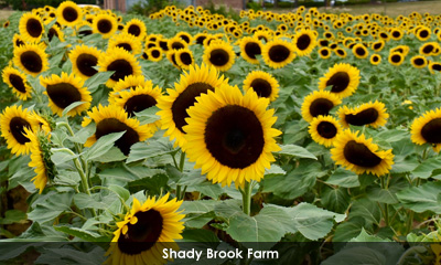 Newsletter footer image